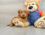 7 week old Mini Goldendoodle Puppy For Sale - Simply Southern Pups