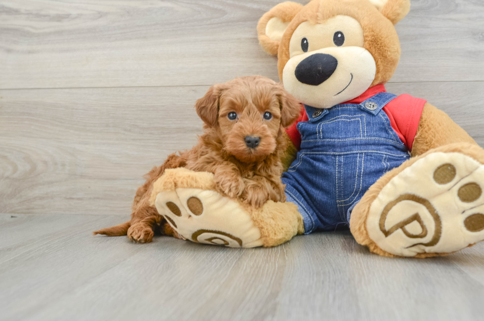 6 week old Mini Goldendoodle Puppy For Sale - Simply Southern Pups