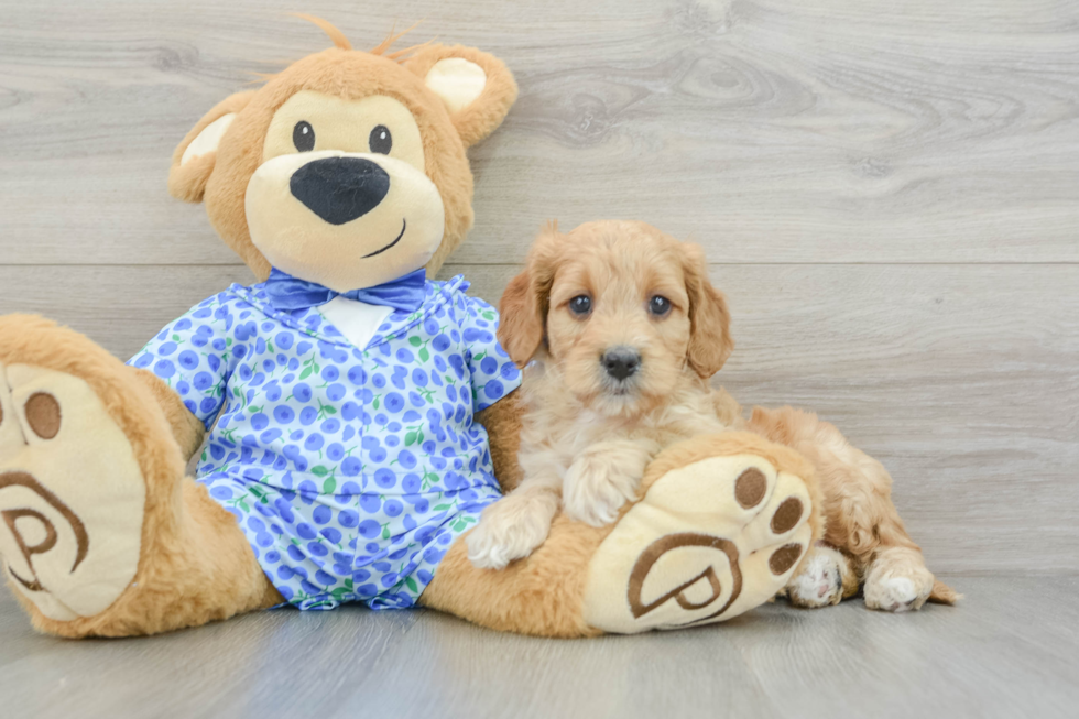 Cute Mini Goldendoodle Baby