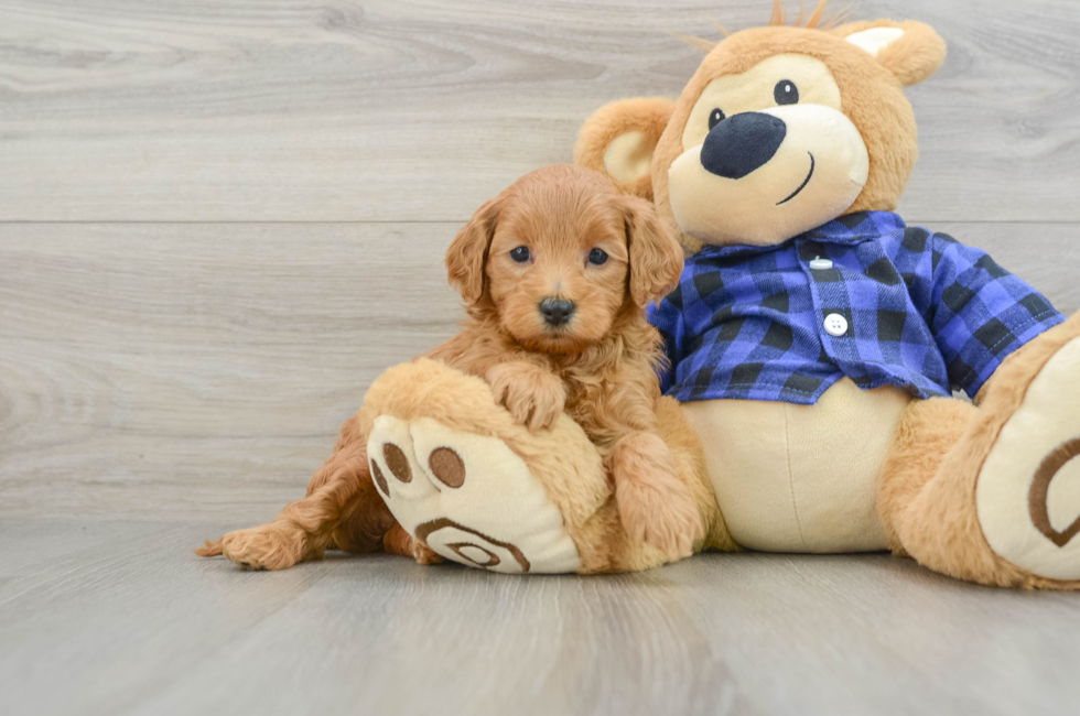 5 week old Mini Goldendoodle Puppy For Sale - Simply Southern Pups