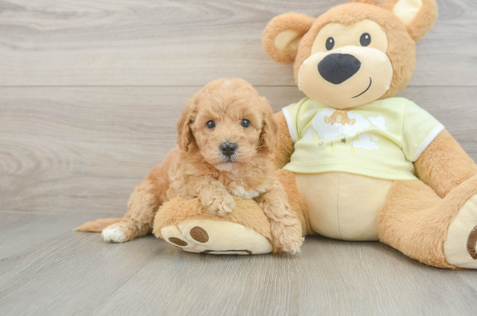 5 week old Mini Goldendoodle Puppy For Sale - Simply Southern Pups