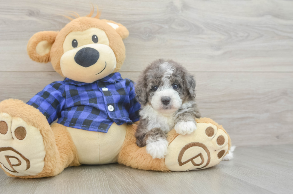 5 week old Mini Goldendoodle Puppy For Sale - Simply Southern Pups