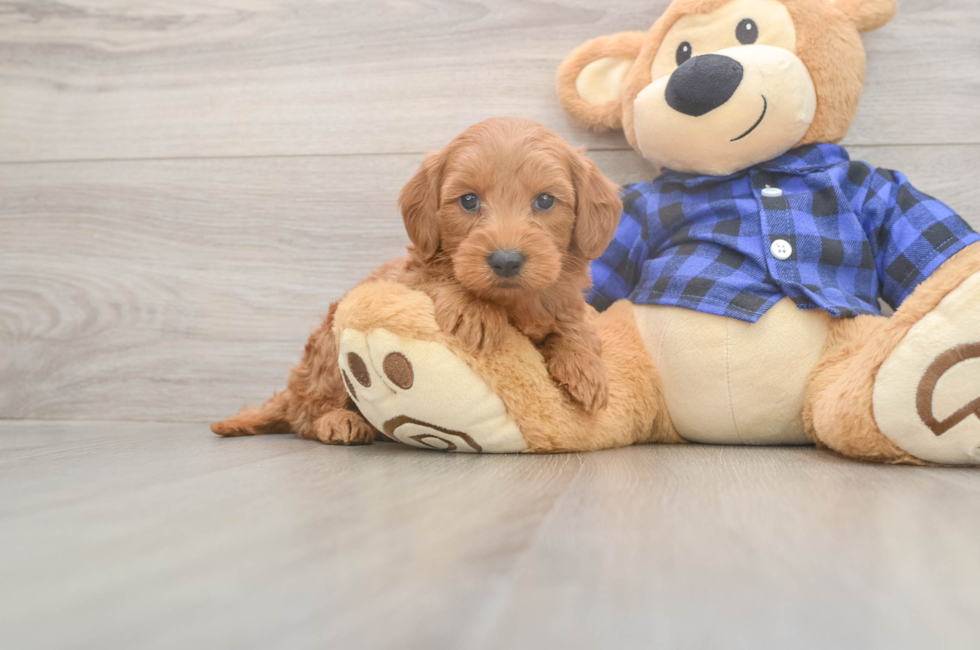 5 week old Mini Goldendoodle Puppy For Sale - Simply Southern Pups