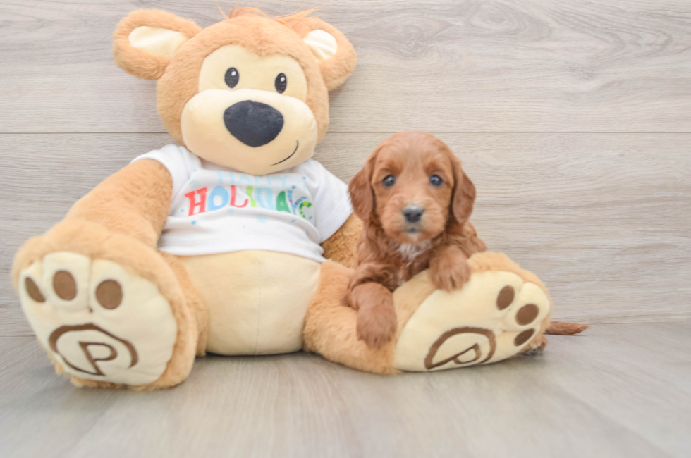 5 week old Mini Goldendoodle Puppy For Sale - Simply Southern Pups