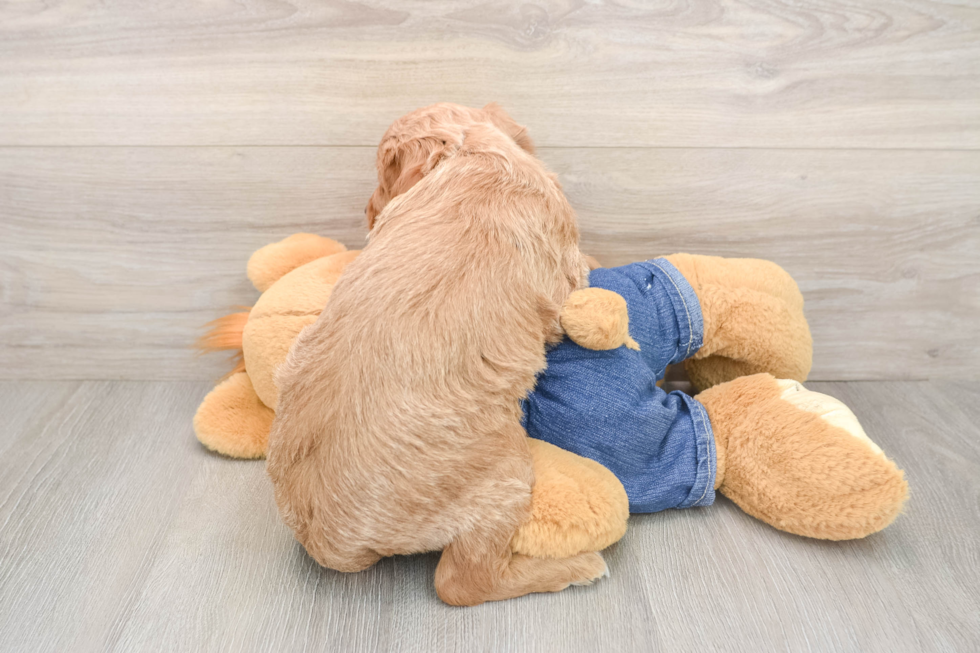 Cute Mini Goldendoodle Baby