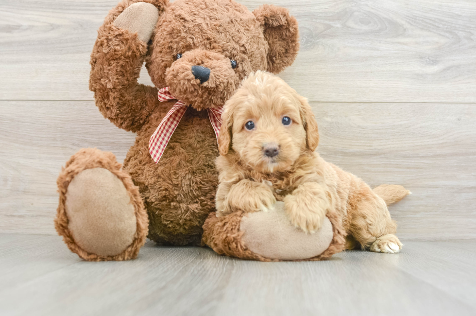 6 week old Mini Goldendoodle Puppy For Sale - Simply Southern Pups