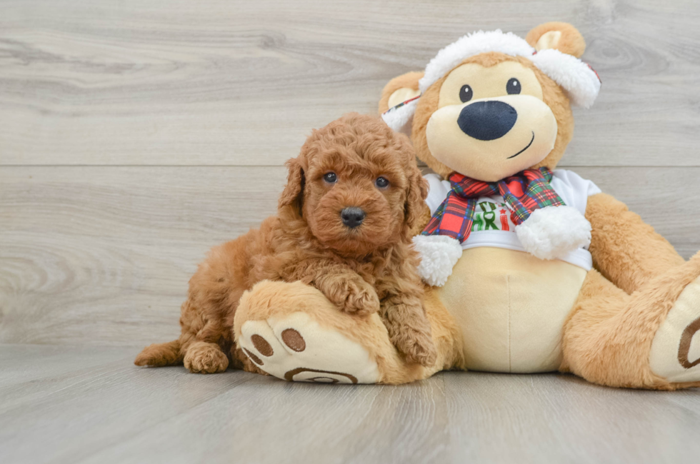 5 week old Mini Goldendoodle Puppy For Sale - Simply Southern Pups