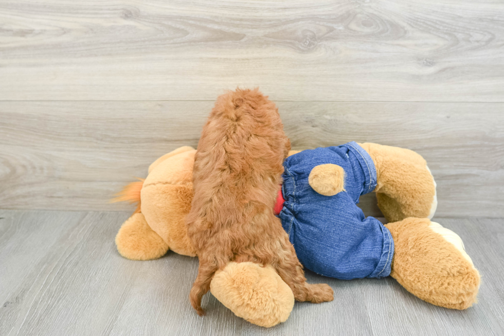 Mini Goldendoodle Pup Being Cute