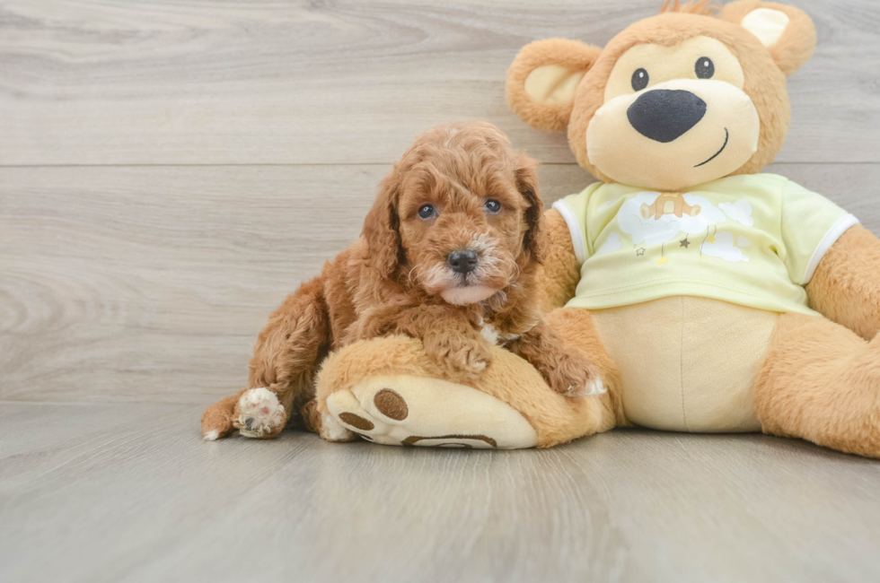 5 week old Mini Goldendoodle Puppy For Sale - Simply Southern Pups