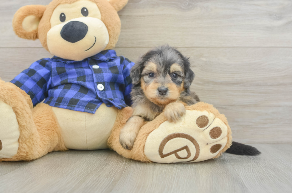 5 week old Mini Goldendoodle Puppy For Sale - Simply Southern Pups