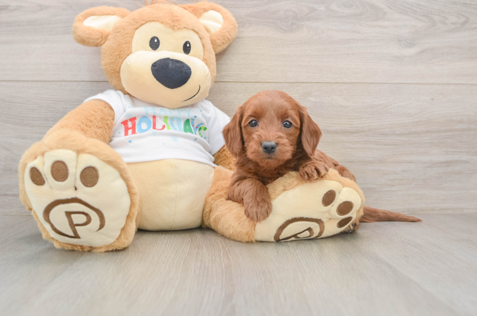 5 week old Mini Goldendoodle Puppy For Sale - Simply Southern Pups