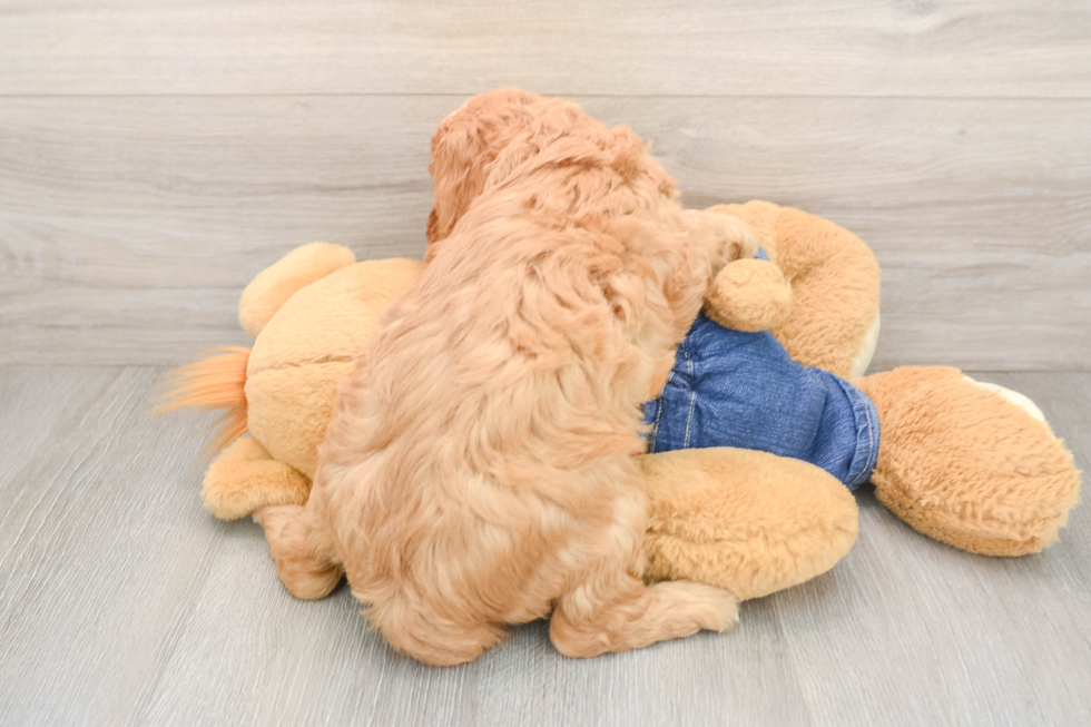 Mini Goldendoodle Puppy for Adoption