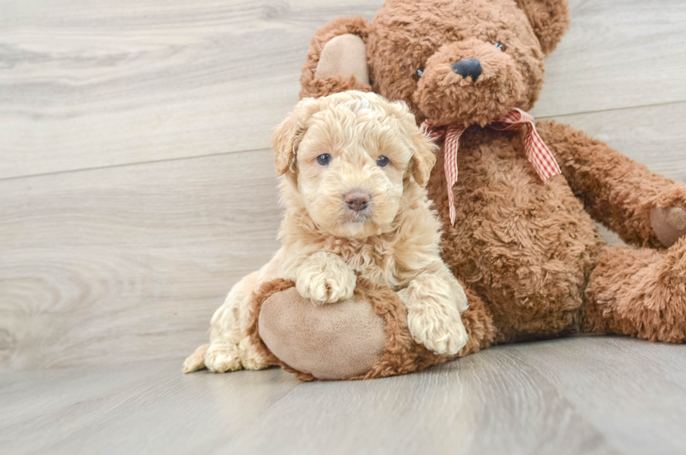 6 week old Mini Goldendoodle Puppy For Sale - Simply Southern Pups