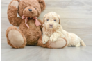 Mini Goldendoodle Puppy for Adoption