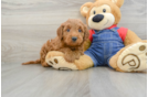 Mini Goldendoodle Pup Being Cute