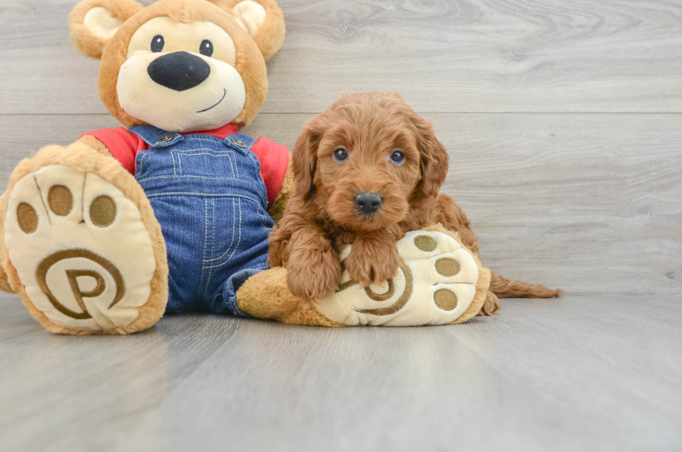 6 week old Mini Goldendoodle Puppy For Sale - Simply Southern Pups