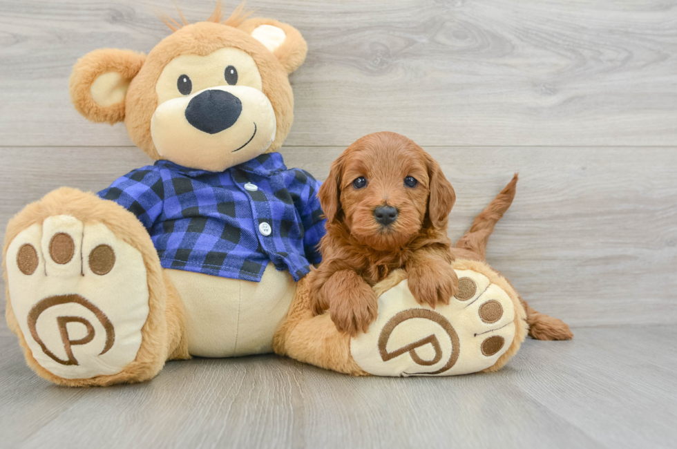 5 week old Mini Goldendoodle Puppy For Sale - Simply Southern Pups