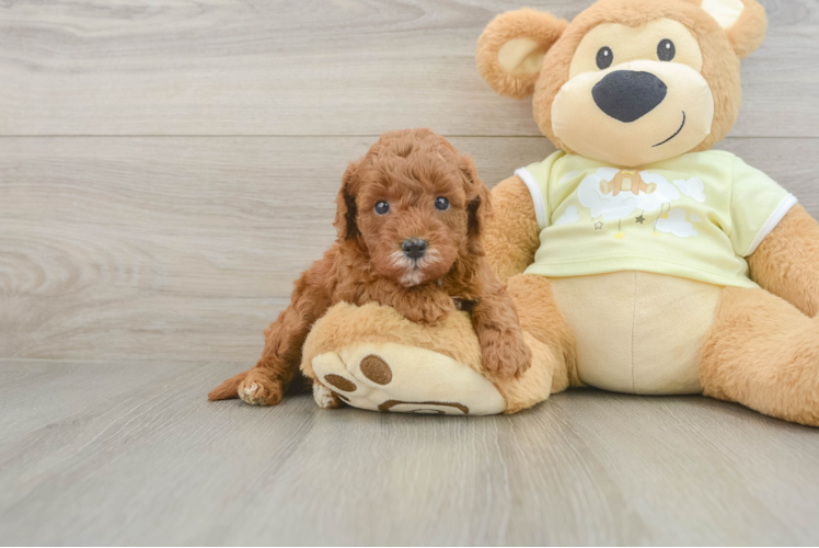 Funny Mini Goldendoodle Poodle Mix Pup