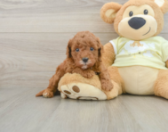 7 week old Mini Goldendoodle Puppy For Sale - Simply Southern Pups