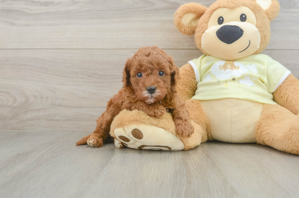 5 week old Mini Goldendoodle Puppy For Sale - Simply Southern Pups