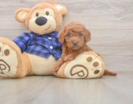 7 week old Mini Goldendoodle Puppy For Sale - Simply Southern Pups