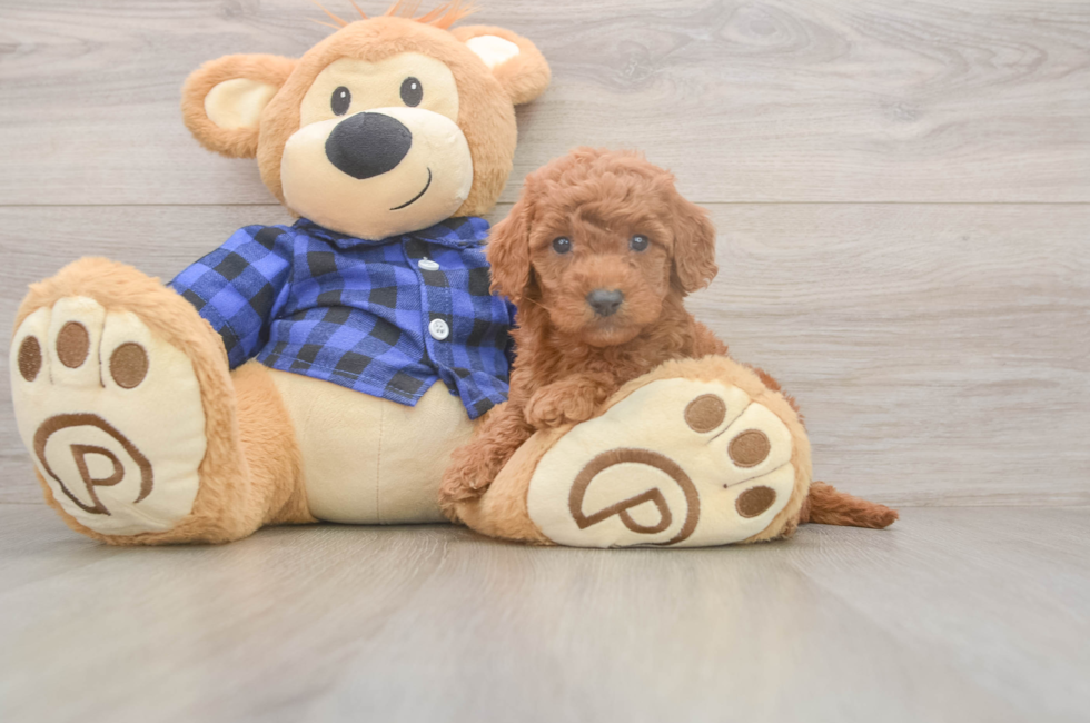 5 week old Mini Goldendoodle Puppy For Sale - Simply Southern Pups