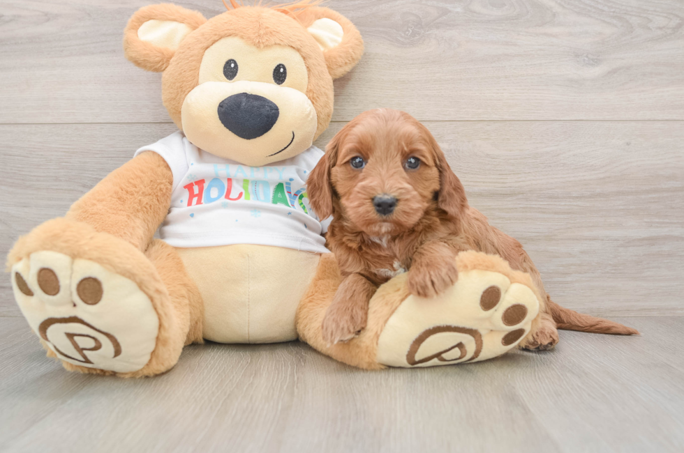 5 week old Mini Goldendoodle Puppy For Sale - Simply Southern Pups