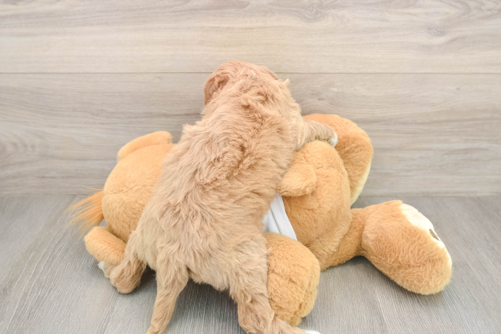 Sweet Mini Goldendoodle Baby