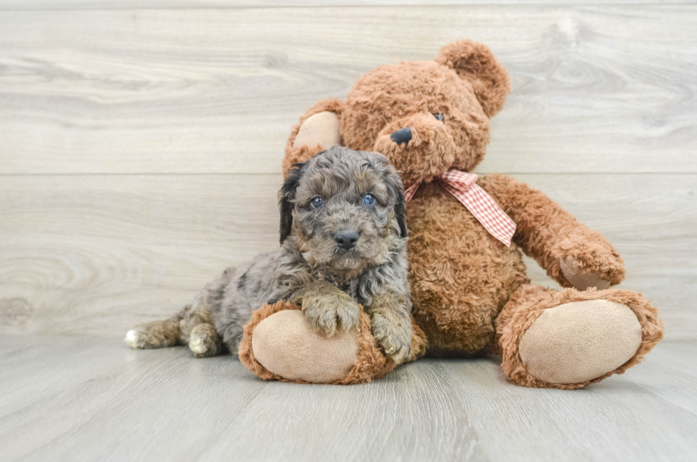 6 week old Mini Goldendoodle Puppy For Sale - Simply Southern Pups