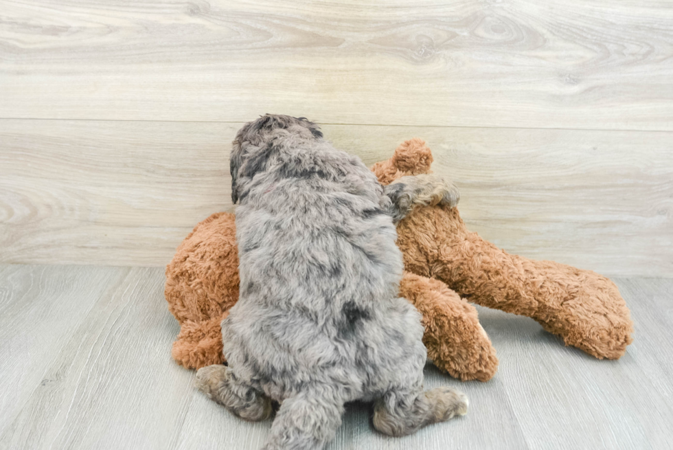 Best Mini Goldendoodle Baby