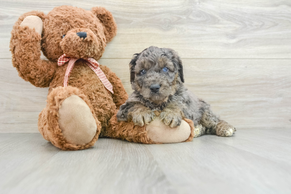 Best Mini Goldendoodle Baby