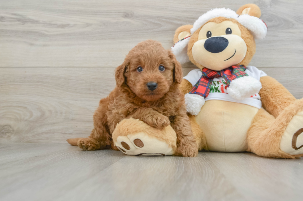 5 week old Mini Goldendoodle Puppy For Sale - Simply Southern Pups