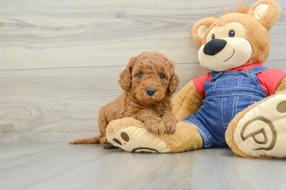 Best Mini Goldendoodle Baby