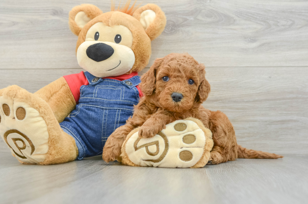 5 week old Mini Goldendoodle Puppy For Sale - Simply Southern Pups