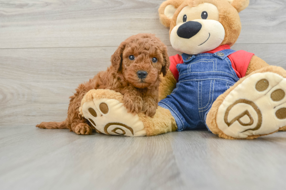 Friendly Mini Goldendoodle Baby