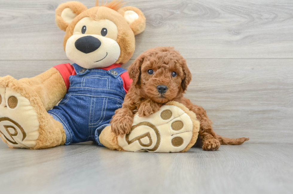 6 week old Mini Goldendoodle Puppy For Sale - Simply Southern Pups