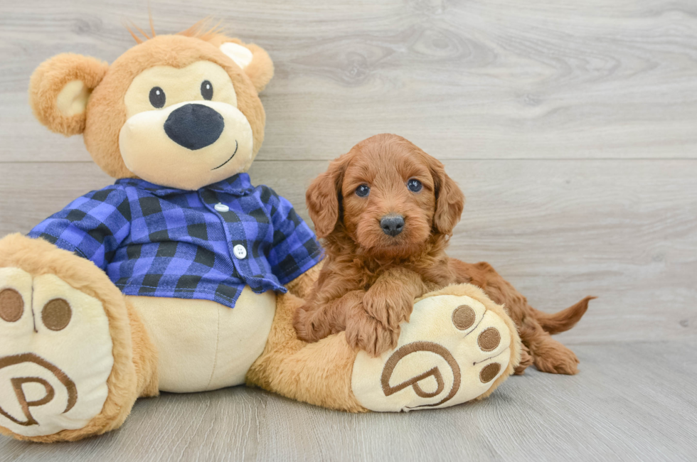 5 week old Mini Goldendoodle Puppy For Sale - Simply Southern Pups