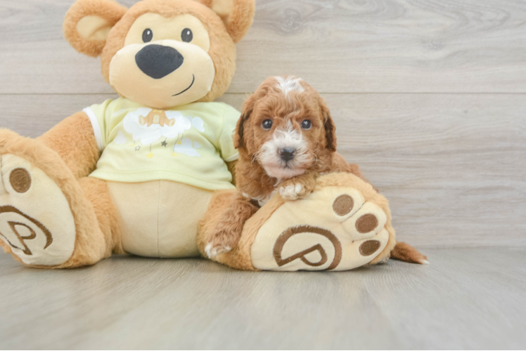 Mini Goldendoodle Puppy for Adoption