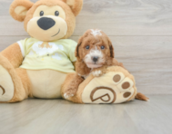 7 week old Mini Goldendoodle Puppy For Sale - Simply Southern Pups