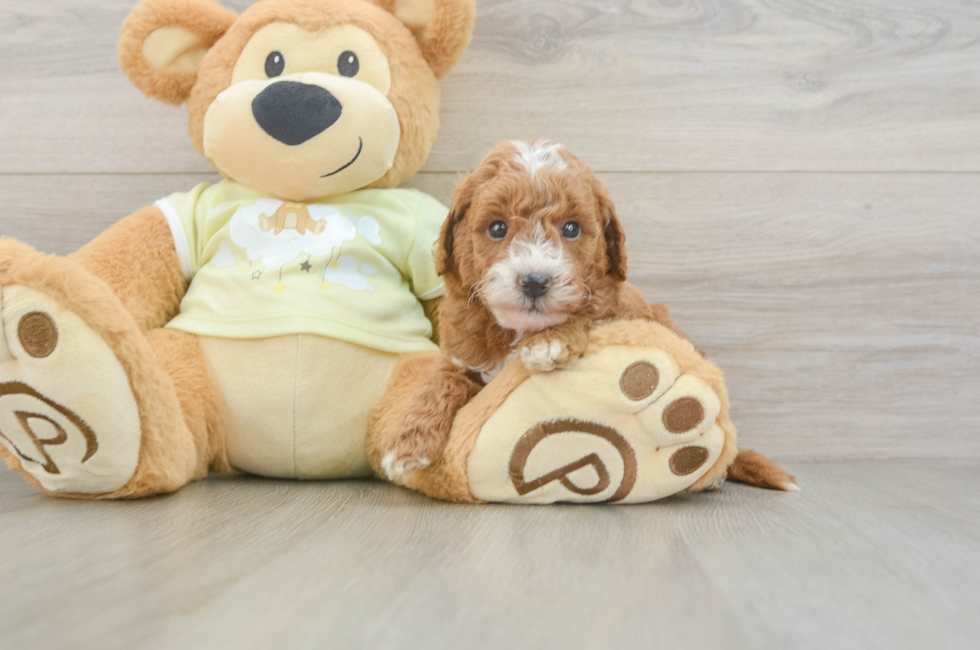 5 week old Mini Goldendoodle Puppy For Sale - Simply Southern Pups