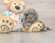 7 week old Mini Goldendoodle Puppy For Sale - Simply Southern Pups
