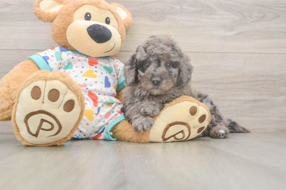 7 week old Mini Goldendoodle Puppy For Sale - Simply Southern Pups