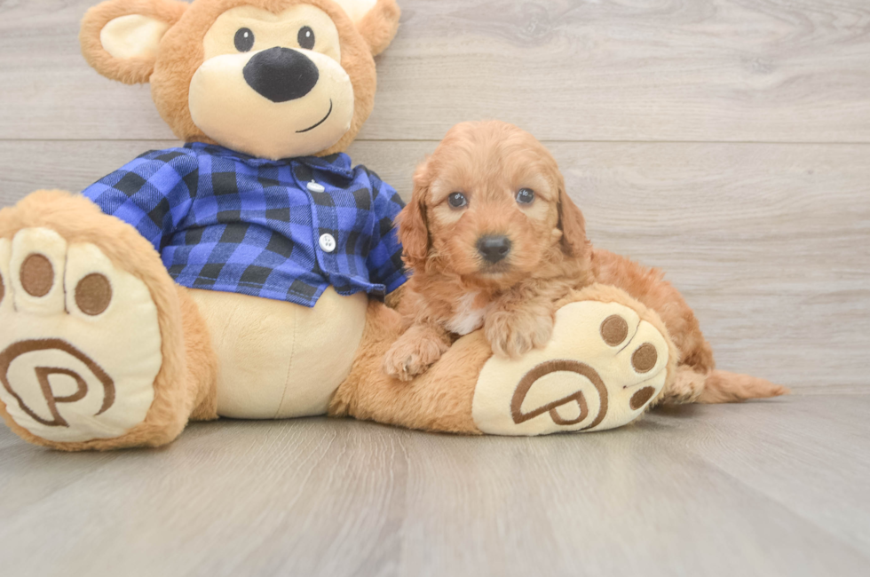 5 week old Mini Goldendoodle Puppy For Sale - Simply Southern Pups
