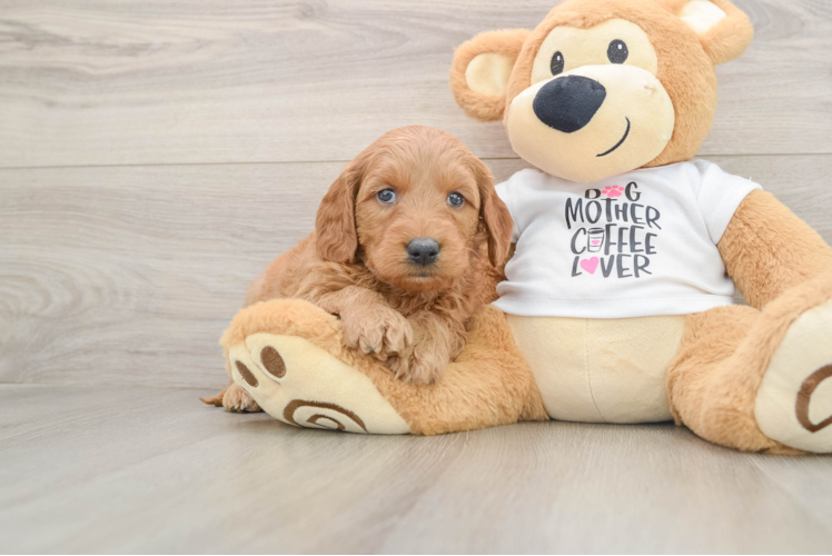Little Mini Goldenpoo Poodle Mix Puppy