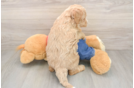Mini Goldendoodle Puppy for Adoption