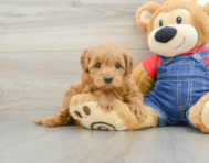 8 week old Mini Goldendoodle Puppy For Sale - Simply Southern Pups