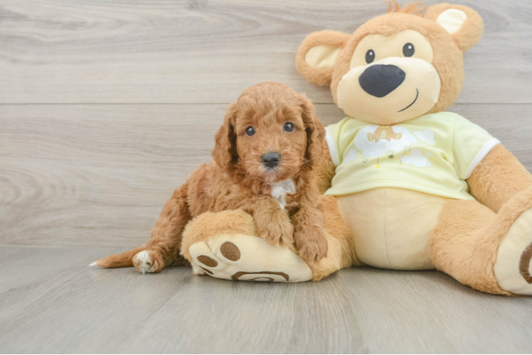Little Mini Goldenpoo Poodle Mix Puppy