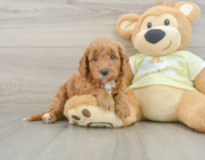 7 week old Mini Goldendoodle Puppy For Sale - Simply Southern Pups