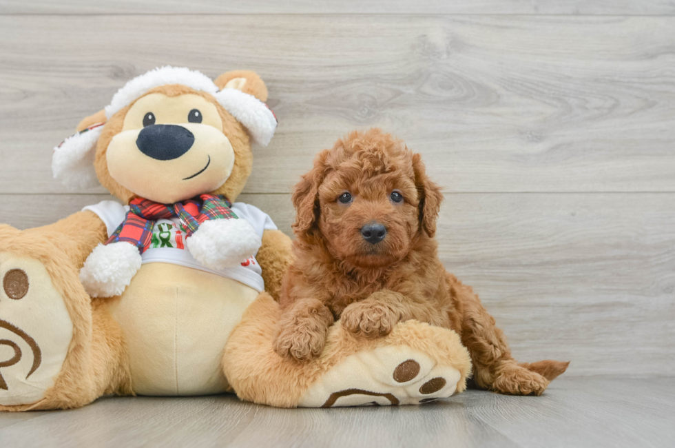 5 week old Mini Goldendoodle Puppy For Sale - Simply Southern Pups