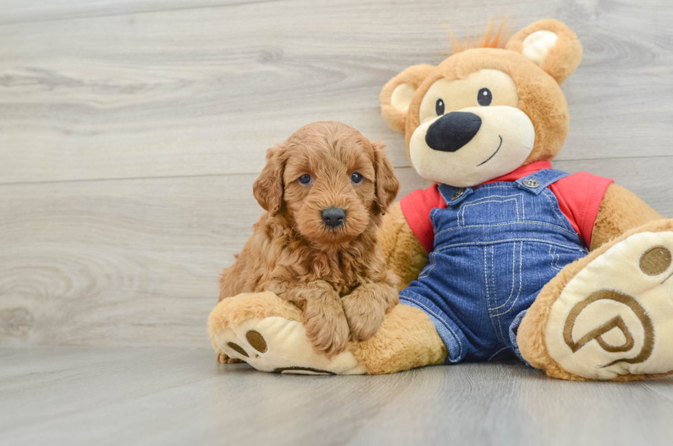 5 week old Mini Goldendoodle Puppy For Sale - Simply Southern Pups